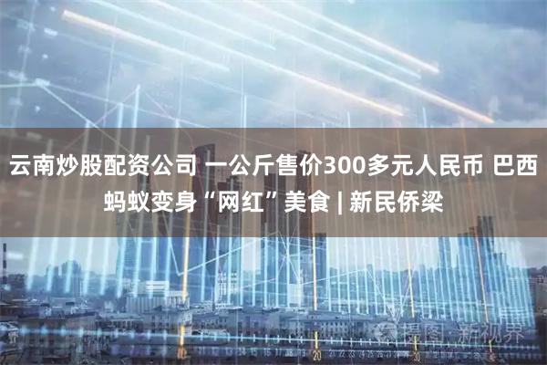 云南炒股配资公司 一公斤售价300多元人民币 巴西蚂蚁变身“网红”美食 | 新民侨梁